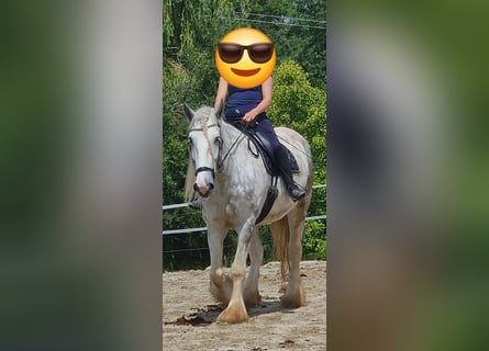 Shire Horse, Mare, 5 years, 17 hh, Gray-Dapple