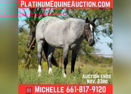 Shire Horse, Mare, 6 years, 15,2 hh, Roan-Blue