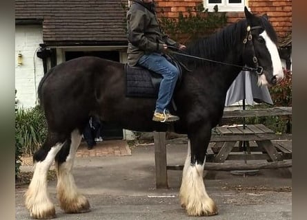 Shire Horse, Mare, 6 years