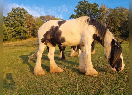 Shire Horse Mix, Mare, 7 years, 16.1 hh, Pinto