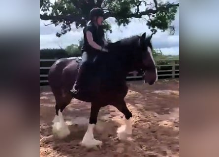 Shire Horse, Mare, 7 years