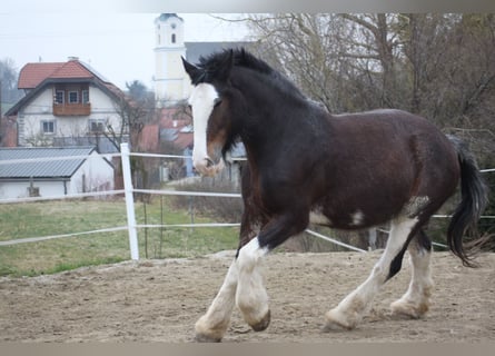Shire Horse, Mare, 8 years, 16.2 hh, Brown