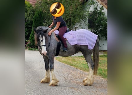 Shire Horse, Stute, 8 Jahre, 17 hh, Roan-Bay