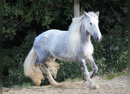 Shire Horse, Mare, 9 years, 17 hh, Gray-Dapple