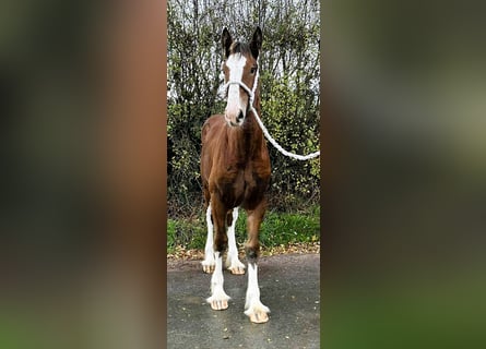 Shire Horse, Mare, Foal (04/2025)