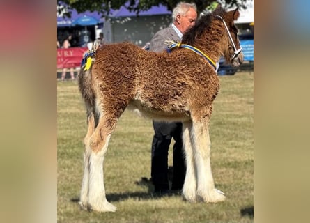 Shire Horse, Mare, Foal (01/2026)