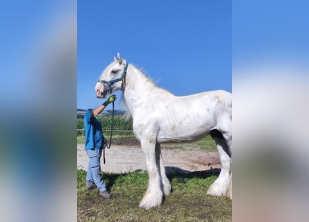 Shire Horse, Semental, 10 años, 194 cm, Tordo