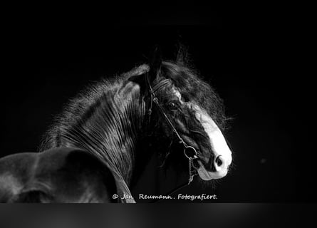 Shire Horse, Semental, 18 años, 185 cm, Negro