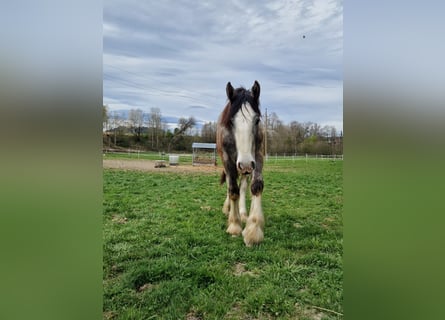 Shire Horse, Semental, 1 año, 180 cm, Tordo Shire Horse, Semental, 1 año, 180 cm, Tordo