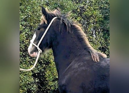 Shire Horse, Semental, 1 año