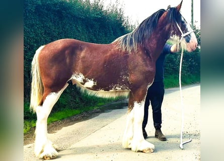 Shire Horse, Semental, 1 año