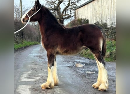 Shire Horse, Semental, 1 año