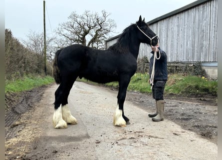 Shire Horse, Semental, 1 año