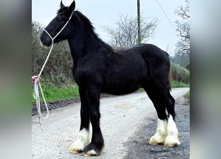 Shire Horse, Semental, 1 año