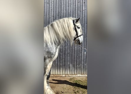 Shire Horse, Semental, 7 años, 185 cm, Musgo