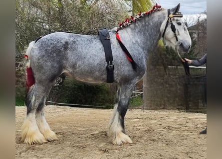 Shire Horse, Semental, 7 años, 185 cm, Musgo