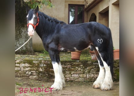 Shire Horse, Semental, 8 años, 187 cm, Castaño oscuro