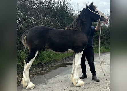 Shire Horse, Semental, Potro (04/2024)