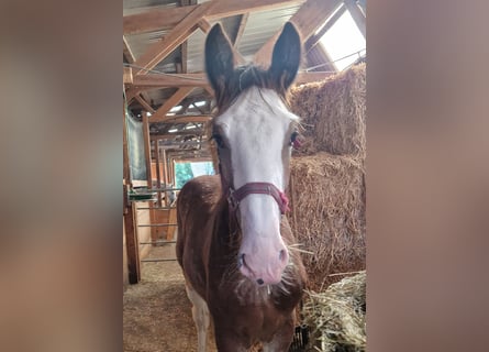 Shire Horse, Stallion, 1 year, 18 hh, Brown