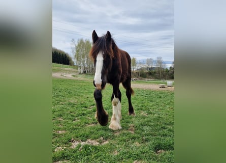 Shire Horse, Stallion, 1 year, 18 hh, Brown