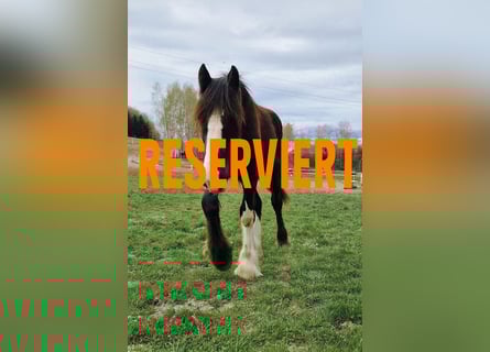 Shire Horse, Stallion, 1 year, 18 hh, Brown