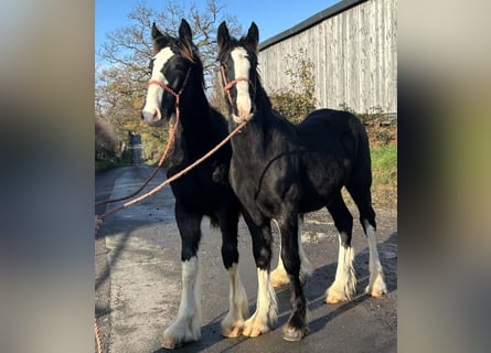 Shire Horse, Stallion, 1 year