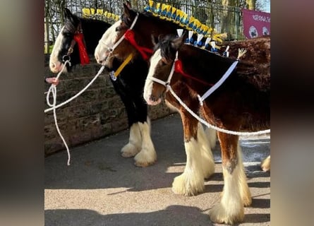 Shire Horse, Stallion, 1 year