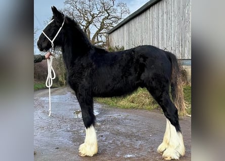 Shire Horse, Stallion, 1 year