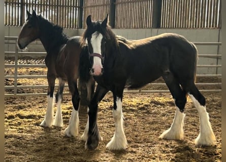 Shire Horse, Stallion, 1 year