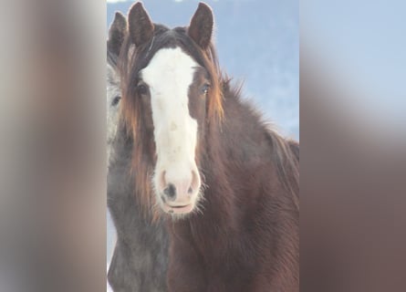Shire Horse, Stallion, 2 years, 17.2 hh, Brown