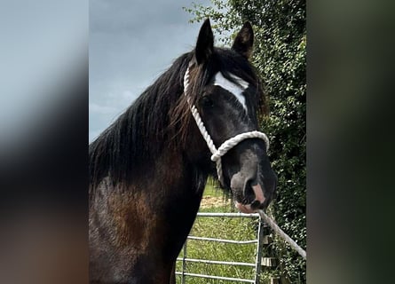 Shire Horse, Stallion, 2 years, Black