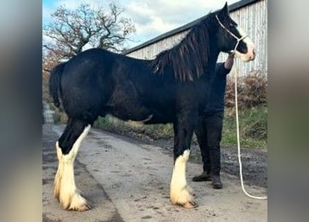 Shire Horse, Stallion, 2 years