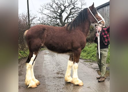 Shire Horse, Stallion, 2 years