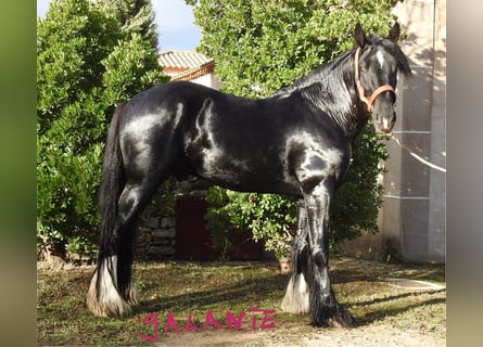 Shire Horse, Stallion, 5 years, 18 hh, Black