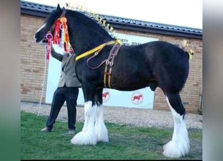 Shire Horse, Stallion, 21 years, 18.2 hh, Black