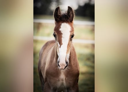 Shire Horse, Stallion, Foal (06/2024), 17,2 hh