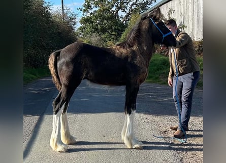 Shire Horse, Stallion, Foal (01/2026)