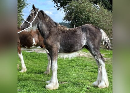 Shire Horse, Stallion, Foal (01/2026)