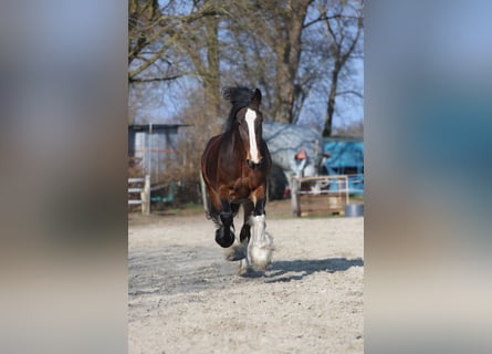 Shire Horse, Stute, 11 Jahre, 183 cm, Brauner