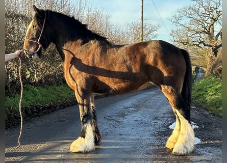Shire Horse, Stute, 12 Jahre