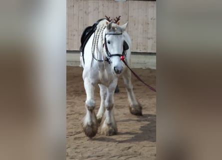 Shire Horse, Stute, 15 Jahre, 176 cm, Schimmel
