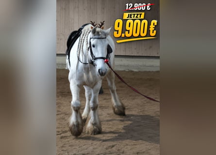 Shire Horse, Stute, 16 Jahre, 176 cm, Schimmel