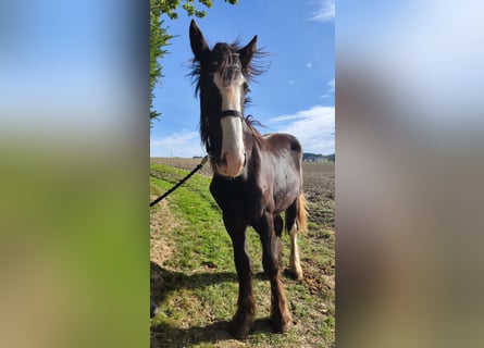 Shire Horse, Stute, 1 Jahr, 169 cm, Dunkelbrauner