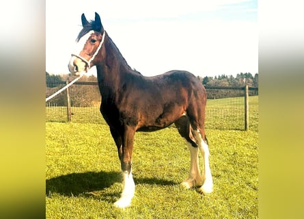 Shire Horse, Stute, 1 Jahr