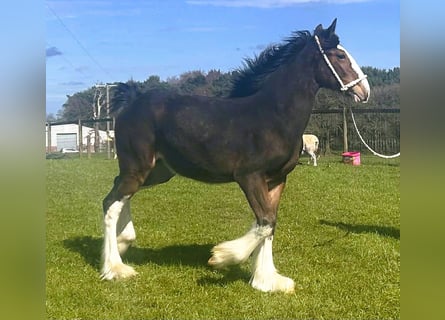 Shire Horse, Stute, 1 Jahr