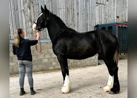 Shire Horse, Stute, 1 Jahr