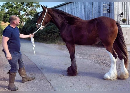 Shire Horse, Stute, 2 Jahre