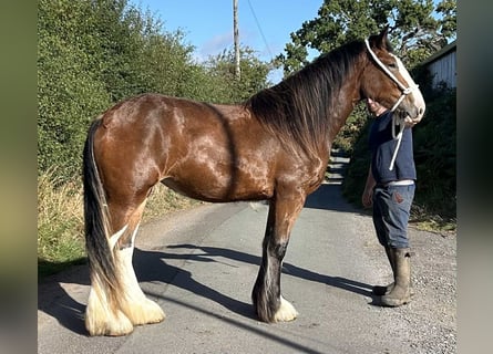 Shire Horse, Stute, 2 Jahre