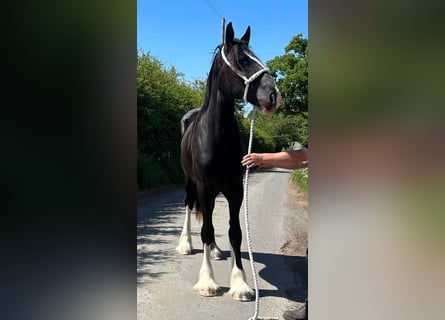 Shire Horse, Stute, 2 Jahre