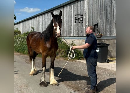 Shire Horse, Stute, 2 Jahre